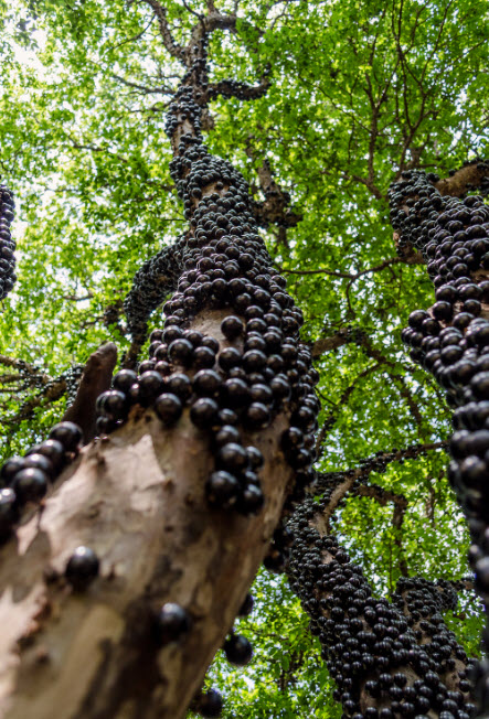 ต้นองุ่นบราซิล ฌาบูติกาบา jabuticaba องุ่นต้น สูง 40-60 ซ.ม.