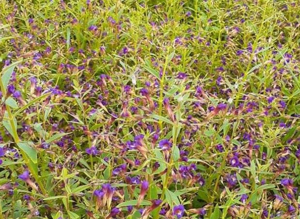 ผักแขยง ผักแขยงนา กะแยงแดง กะแยง กะออม ผักพา / ซองใหญ่ 15,000 เม็ด (ขายส่ง)