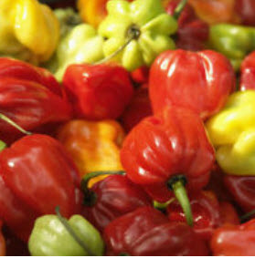 พริกปีศาจโคตรเผ็ด Bhut Jolokia / 100 เม็ด (นอก)