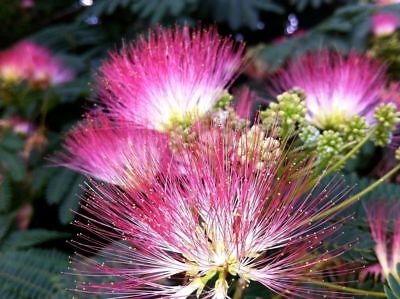 บอนไซ Persian Silk Tree / 10 เม็ด (China)