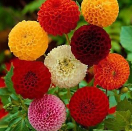 ดาห์เลีย หรือรักเร่ (Dahlia) คละ / 200 เม็ด