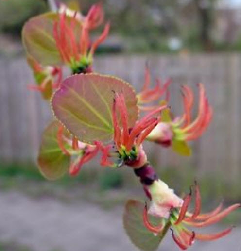 คัทซึระ ญี่ปุ่น (Japanese Katsura) / 100 เม็ด (UK)