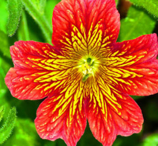 ซาลพิกลอสซิส (Salpiglossis) คละ / 800 เม็ด (UK)