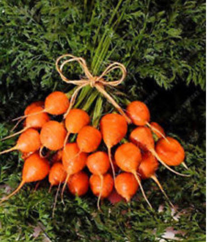 แครอท ปาริเซียน (Parisian carrot) ลูกกลมสีส้ม / 200 เม็ด