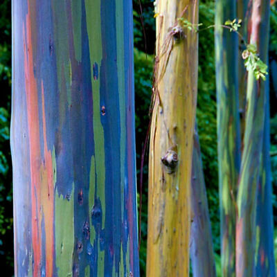 ยูคาลิปตัสแฟนซีฮาวาย (Hawaii Rainbow Eucalyptus) / 50 เม็ด