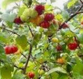 เมล็ดสดเชอรี่สเปน / 20 เม็ด (ไทย)