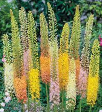 ลิลลี่หางหมาจิ้งจอก (Foxtail Lily / Eremurus isabellinus) คละ / 10 เม็ด (Spain)