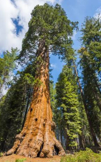 สนยักษ์ซีคัวญ่า (Sequoiadendron Giganteum) / 20 เม็ด (Portugal)*