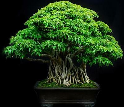 ไทร บอนไซ หรือไทรแคระ (Ficus Tree) / 50 เม็ด (Indonesia)