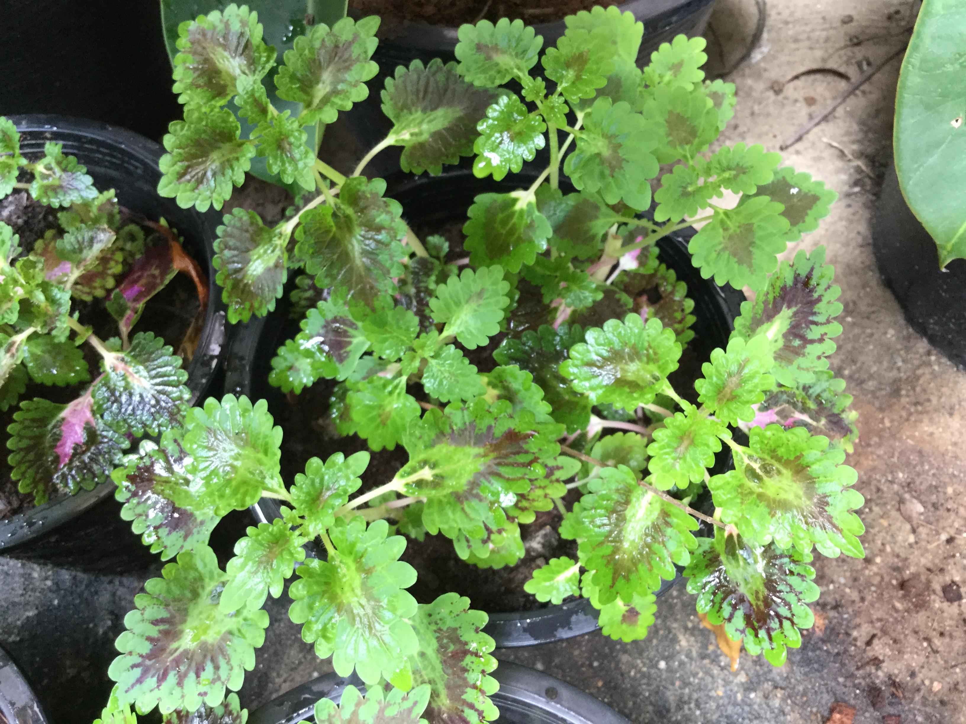 ต้นฤาษีผสมเลื้อย (coleus) ใบเขียวขอบแดง / กระถาง