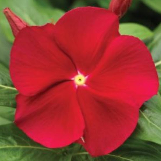 แพงพวย (Madagascar periwinkle) สีแดงเข้ม / 10 เม็ด (Lithuania)