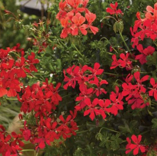 เจอราเนียมไอวี่ (Ivy Leaf Geranium) คละ / 5 เม็ด (UK)