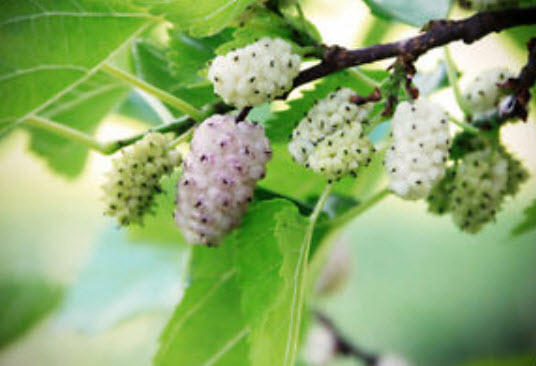 หม่อนขาว (Morus Alba Mulberry) / 50 เม็ด (UK)