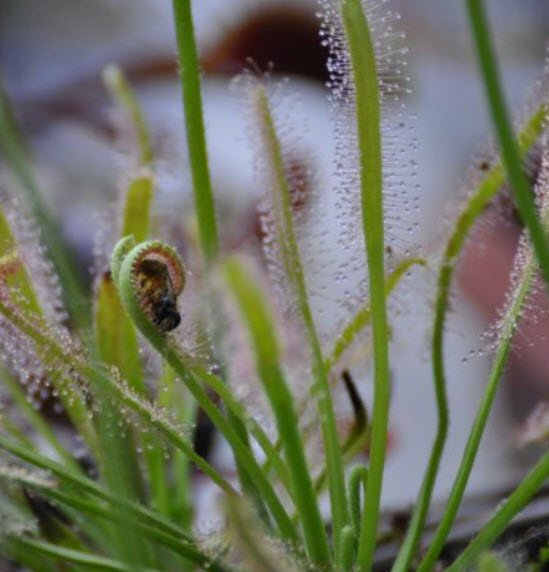 หยาดน้ำค้าง (Drosera Capensis) / 100 เม็ด (Germany)