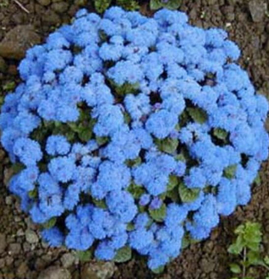 อะเจอราตุ้ม สีฟ้า (Blue Ageratum) / 4,000 เม็ด (Serbia)