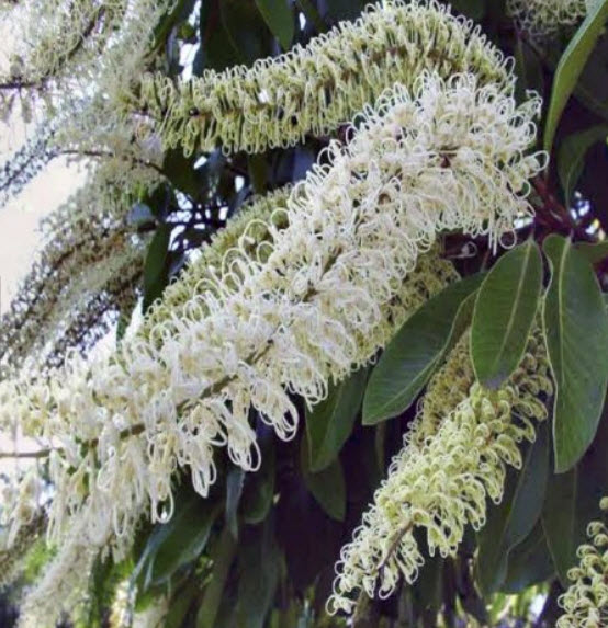บัคกิ้งแฮม หรือไอวอรี่ เคิร์ล (Buckingham / Ivory Curl) / 5 เม็ด (Australia)