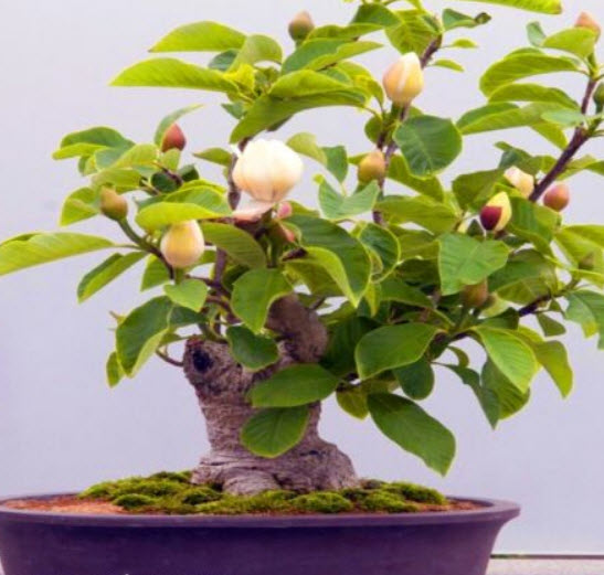 แม็กโนเลีย ไวน์ (Magnolia Vine) บอนไซ / 20 เม็ด (UK)