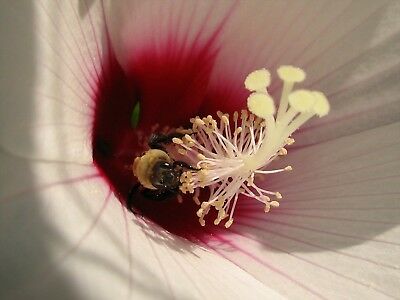 เมล็ดพันธุ์ โรส ออฟ ชารอน สีขาว "เรด ฮาร์ท" (Rose of Sharon) / 50 เม็ด (UK)