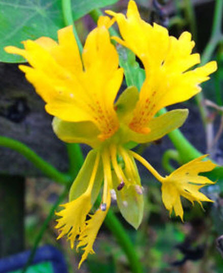 แนสเตอเตียม (Nasturtium) พันธุ์เลื้อย สีเหลือง / 20 เม็ด (UK)