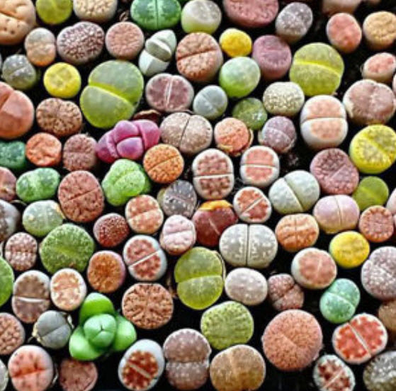 ไลท็อปส์ (Lithops) คละ / 50 เม็ด