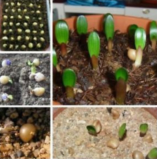 คลิเวีย บลู สกาย (Blue Sky Clivia) น้ำเงิน / 5 เม็ด