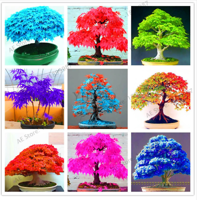เมเปิ้ล บอนไซ (Maple bonsai) คละ / 25 เม็ด