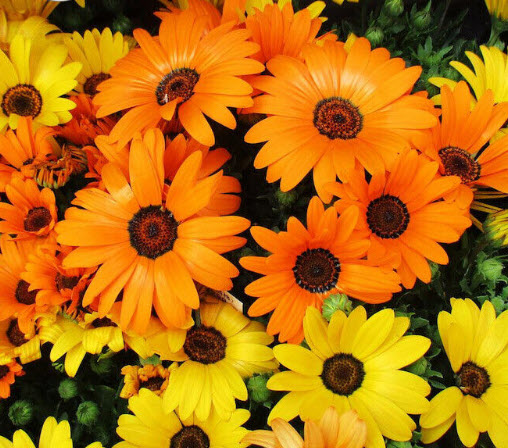 แอฟริกันเดซี่ (African Daisy) คละโทนสีส้ม-เหลือง / 500 เม็ด (UK)