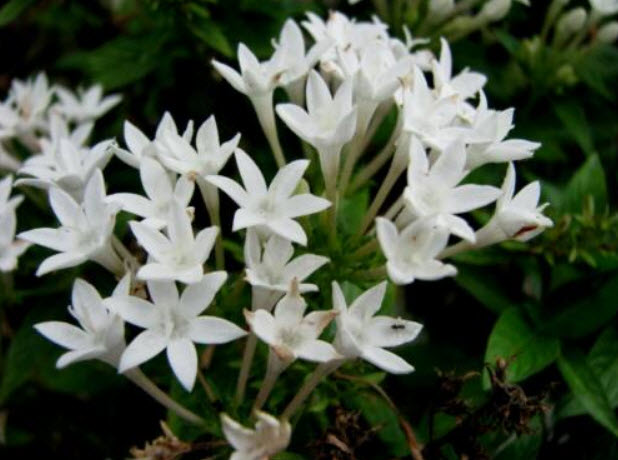 เข็มอินเดีย (Pentas Lanceolata) ขาว / 5 เม็ด (France)