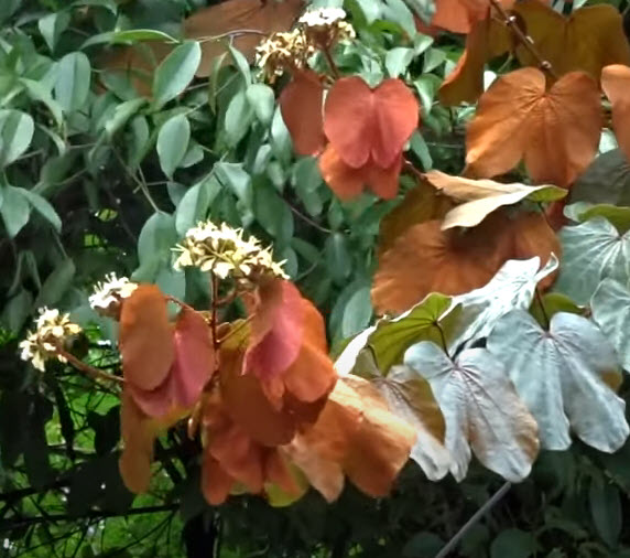 ต้นใบไม้สีทอง หรือย่านดาโอ๊ะ ไม้หายาก กระถาง 6 นิ้ว สูง 20-30 ซ.ม.