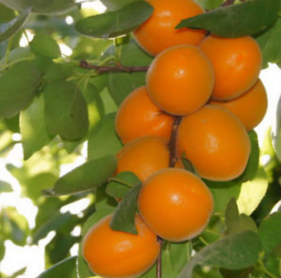 แอพปริคอทหวาน (Sweet Apricot) / 10 เม็ด