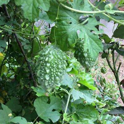 มะระหวาน (Sweet Balsam pear) / 10 เม็ด