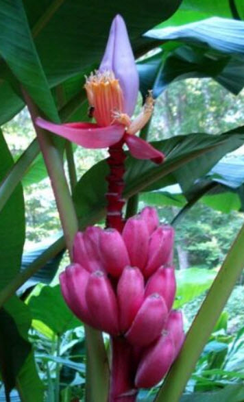 กล้วยรุ่งอรุณ หรือกล้วยดอกบัวอัสสัม (Musa Velutina) / 5 เม็ด (Spain)*