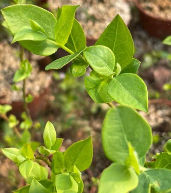 ต้นบลูเบอรี่-เล็กซี ต้นอายุ 3 ปี+ (Blueberry - LEXI) สูง 30-60 ซ.ม.