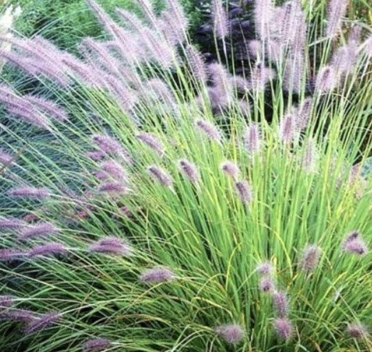 หญ้าน้ำพุจีน (Chinese Fountain Grass) / 500 เม็ด (France)