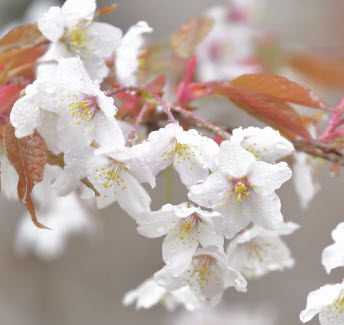 ซากุระ Yama Zakura / 5 เม็ด (Japan)