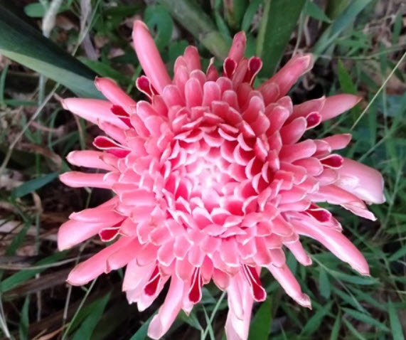 หน่อดาหลา ดอกชมพู / หน่อ