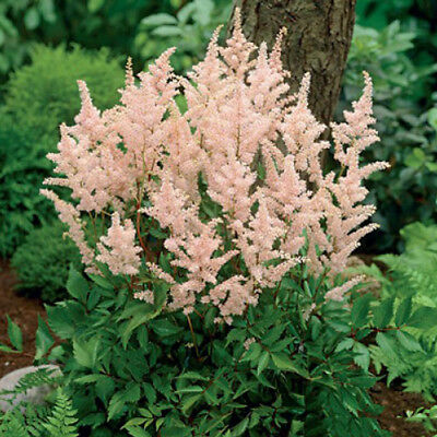 อัสดง (Astilbe) คละสี / 100 เม็ด (China)