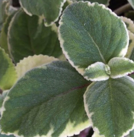 ต้นหูเสือด่าง (Indian Borage) กระถาง 6 นิ้ว / ต้น