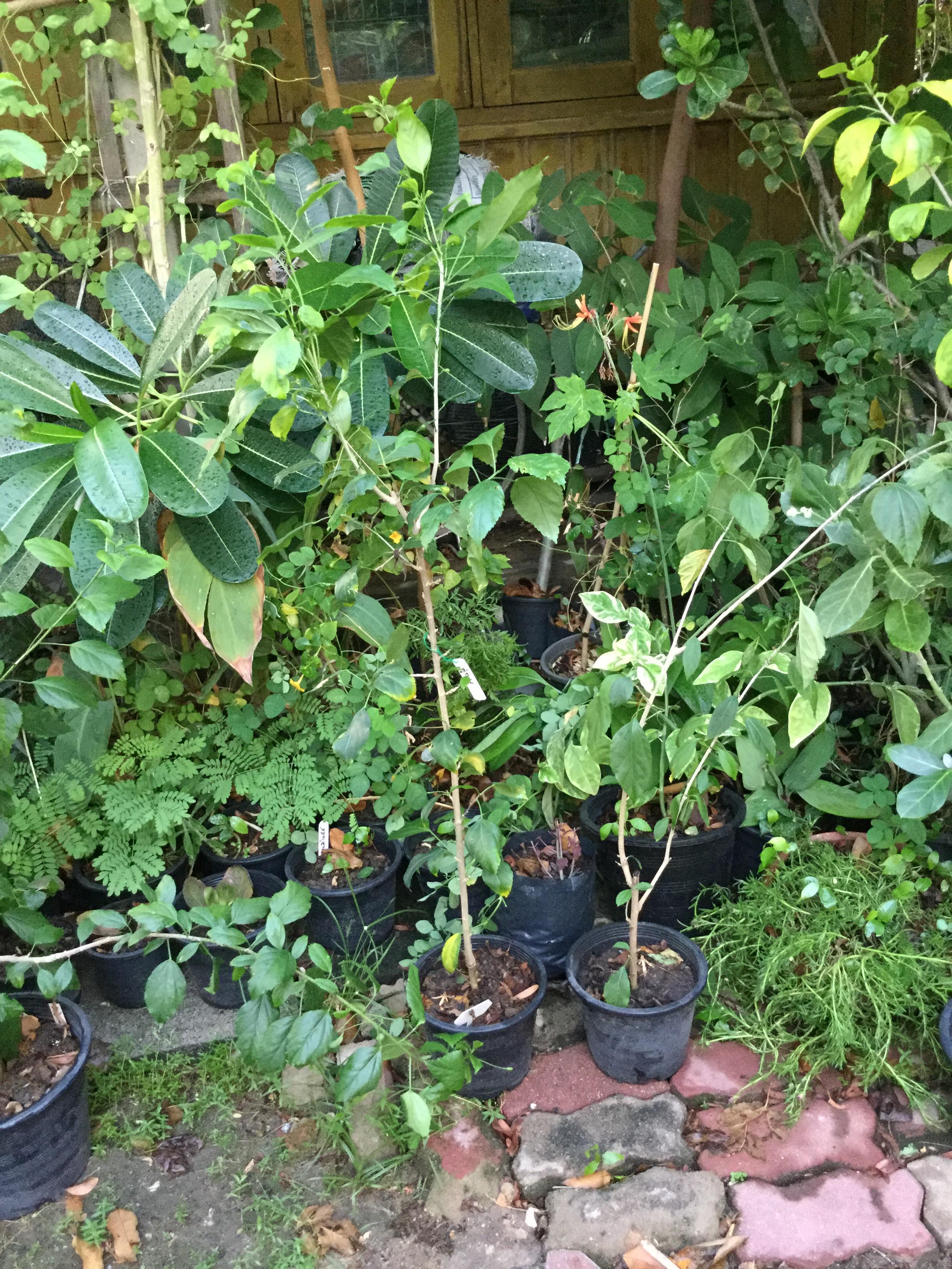 ต้นพู่ระหง ดอกฝอย กระถาง 8-10 นิ้ว สูง 40-60 ซ.ม.