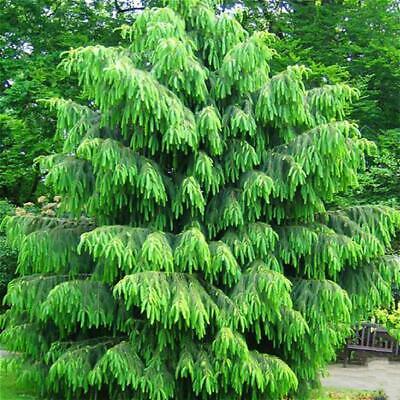 สนปีนัส/ไพนัส สีม่วง หรือสนม่วง (Purple Pinus) / 5 เม็ด (UK)