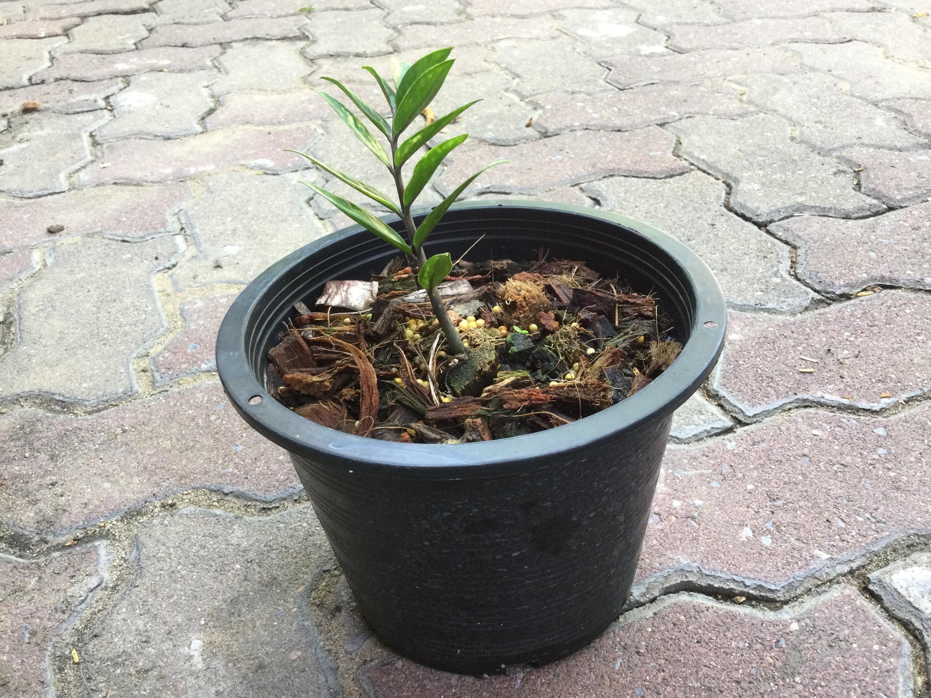 ต้นกวักมรกตแคระด่าง กระถาง 8 นิ้ว / ต้น