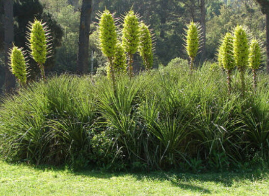 พูย่า ชิเลนซิส (Puya chilensis) / 10 เม็ด (France) *