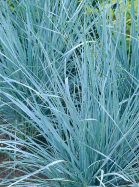 หญ้า บลูเลิฟ (Blue Love Grass) / 100 เม็ด (USA)