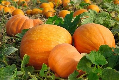 ฟักทองอเมริกัน (Pumpkin Bambino) / 5 เม็ด (Poland)