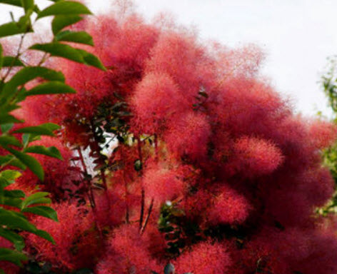 สโม๊ค บุช (Smoke Bush / Cotinus coggygria) บอนไซ / 30 เม็ด (UK)