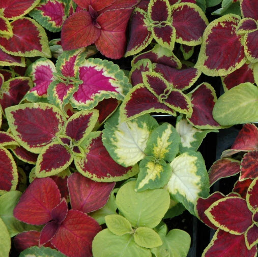 ฤาษีผสมแฟนซี (Rainbow Coleus) คละสี / 100 เม็ด (France)*