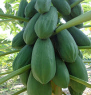 มะละกอเรดเลดี้ (Red Lady) / 20 เม็ด (P2S)