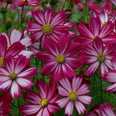 ดาวกระจาย คอสซิโม แดง-ขาว (Cosmos - Cosimo Red-White) / 25 เม็ด (UK)