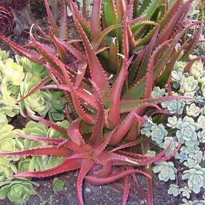 ว่านหางจระเข้ (Aloe Vera) สีแดง / 100 เม็ด (นอก)