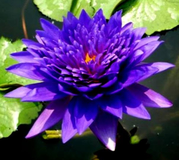 บัวฉลองขวัญ (King of Siam) สีม่วง / 200 เม็ด